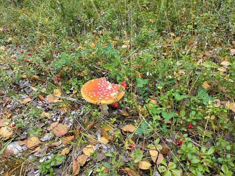 File:2024-08-25 65 30 04-mushroom.jpg