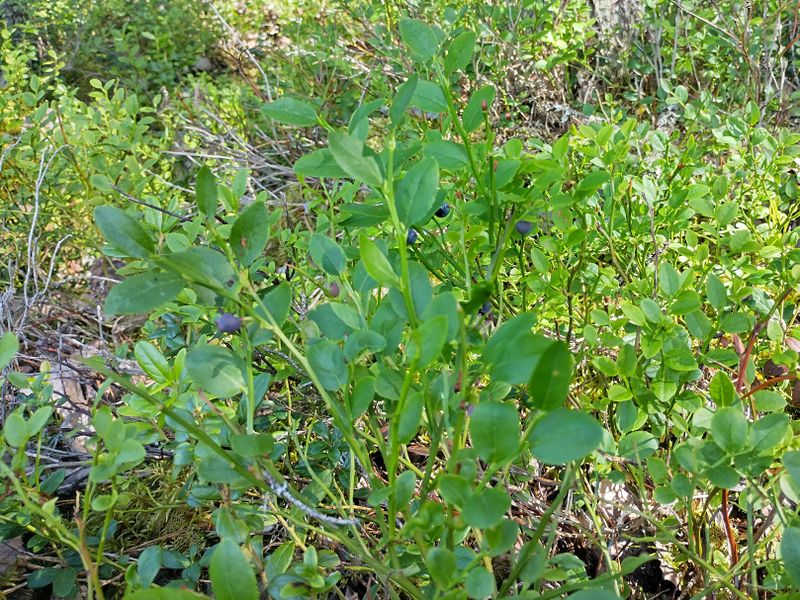 File:2024-07-13 65 25 05-bilberries.jpg