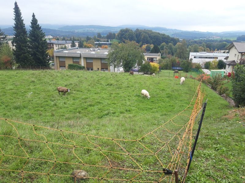 File:Some sheeps in Villars-sur-Glâne.jpg