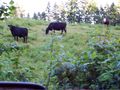 2010-06-15 45 -123-cows.jpg