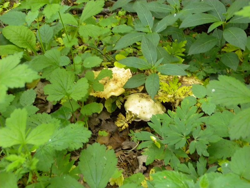 File:2012-05-21 49 10 pilz.jpg