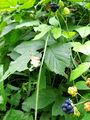 2024-10-01 48 11 blackberries.jpg