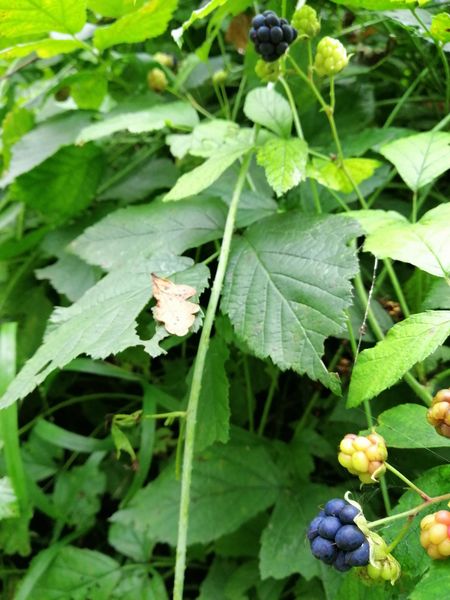 File:2024-10-01 48 11 blackberries.jpg