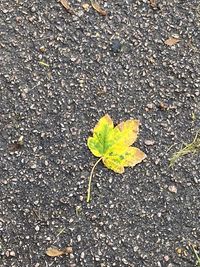 Three colour leaf.jpeg