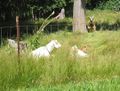 2010-07-11 48 -122.goats.jpg