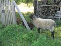 2011-07-04 49 8 sheep.jpg
